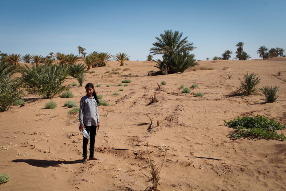 A girl from M'hamid stands amongst newly planted palms near the festival grounds, part of the efforts against desertification.