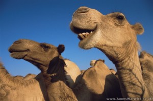 Somali_Camel3